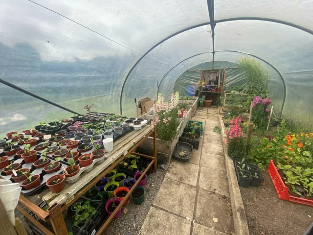 It’s time to transplant all potted seedlings and cuttings out to the garden. Soil temperatures are up - they will establish better. Water in well and support where needed.