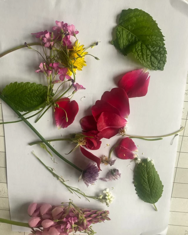Plant ID - Cross pollination - Self pollination. Hybrids and Cultivars. Leaf formations and Botanical keys. Plant inspection - Family - Genus - Species