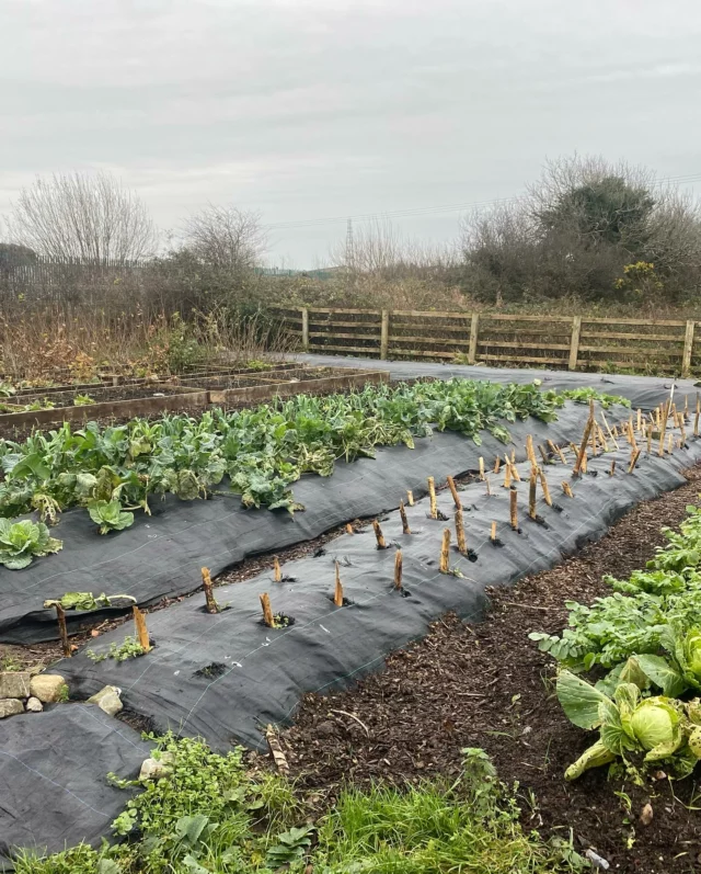 The fine spring weather is an excellent opportunity to get the vegetable garden going with organic compost and loam mix.